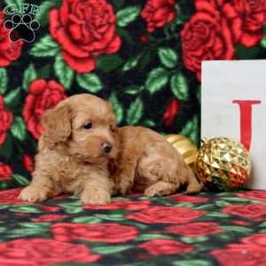 Kennidy, Morkie-Poo Puppy